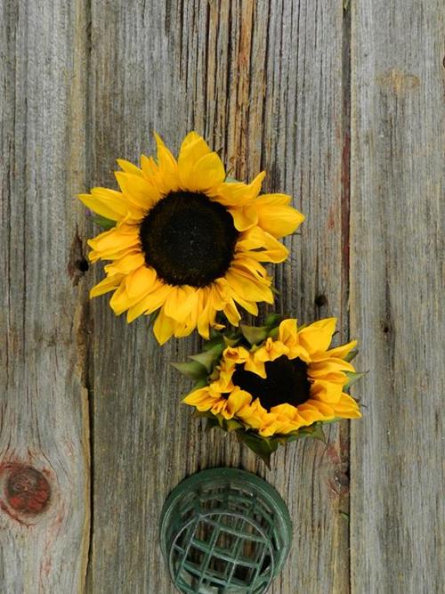 Dark Center  Yellow Sunflowers
